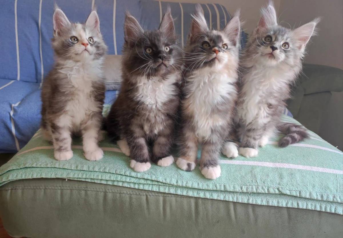 maine coons cuccioli  | Foto 3