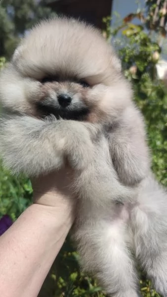 cuccioli pomerania mini spitz tedesco nano | Foto 4