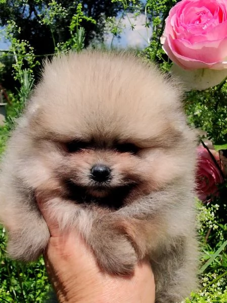 cuccioli pomerania mini spitz tedesco nano | Foto 3