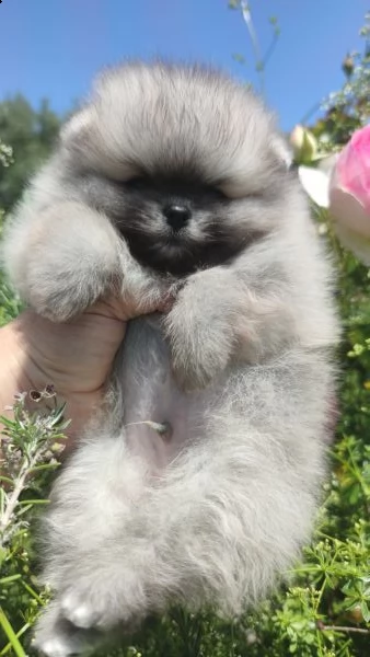 cuccioli pomerania mini spitz tedesco nano | Foto 2