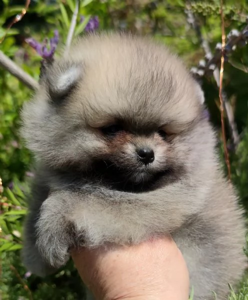 cuccioli pomerania mini spitz tedesco nano | Foto 1