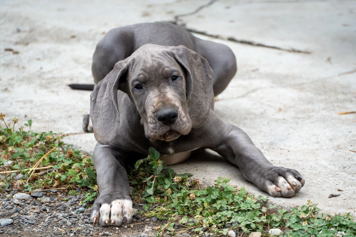 Cuccioli di alano blu | Foto 1