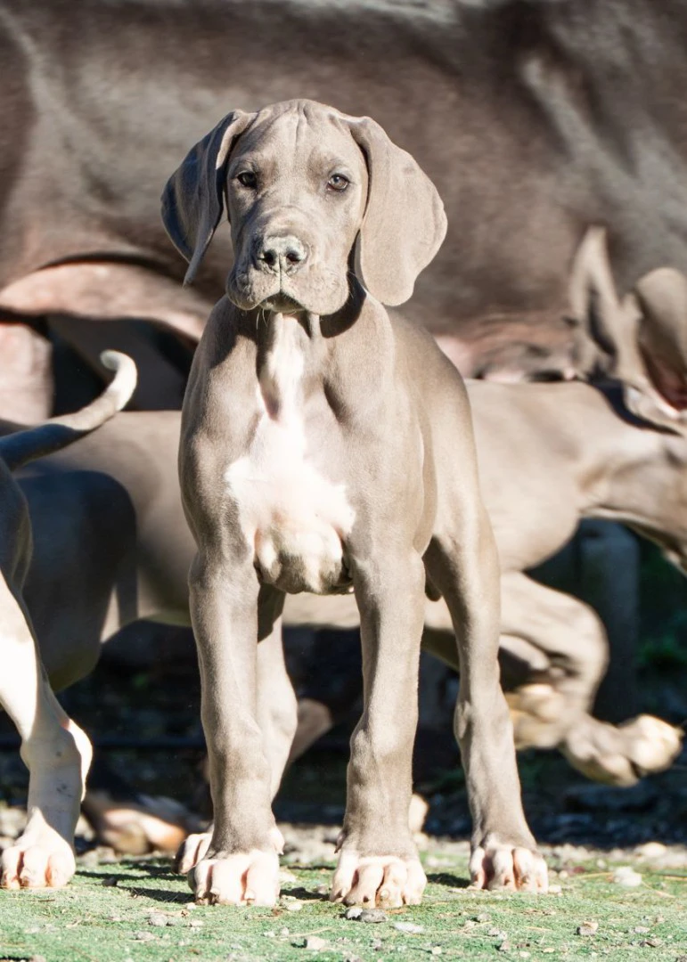 Cuccioli di alano pronti | Foto 1