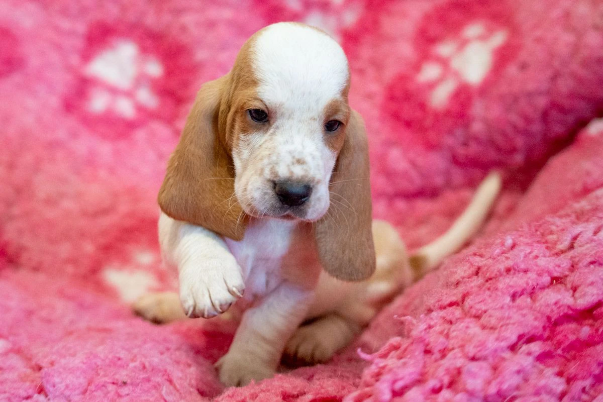 Cuccioli di bassethound | Foto 1
