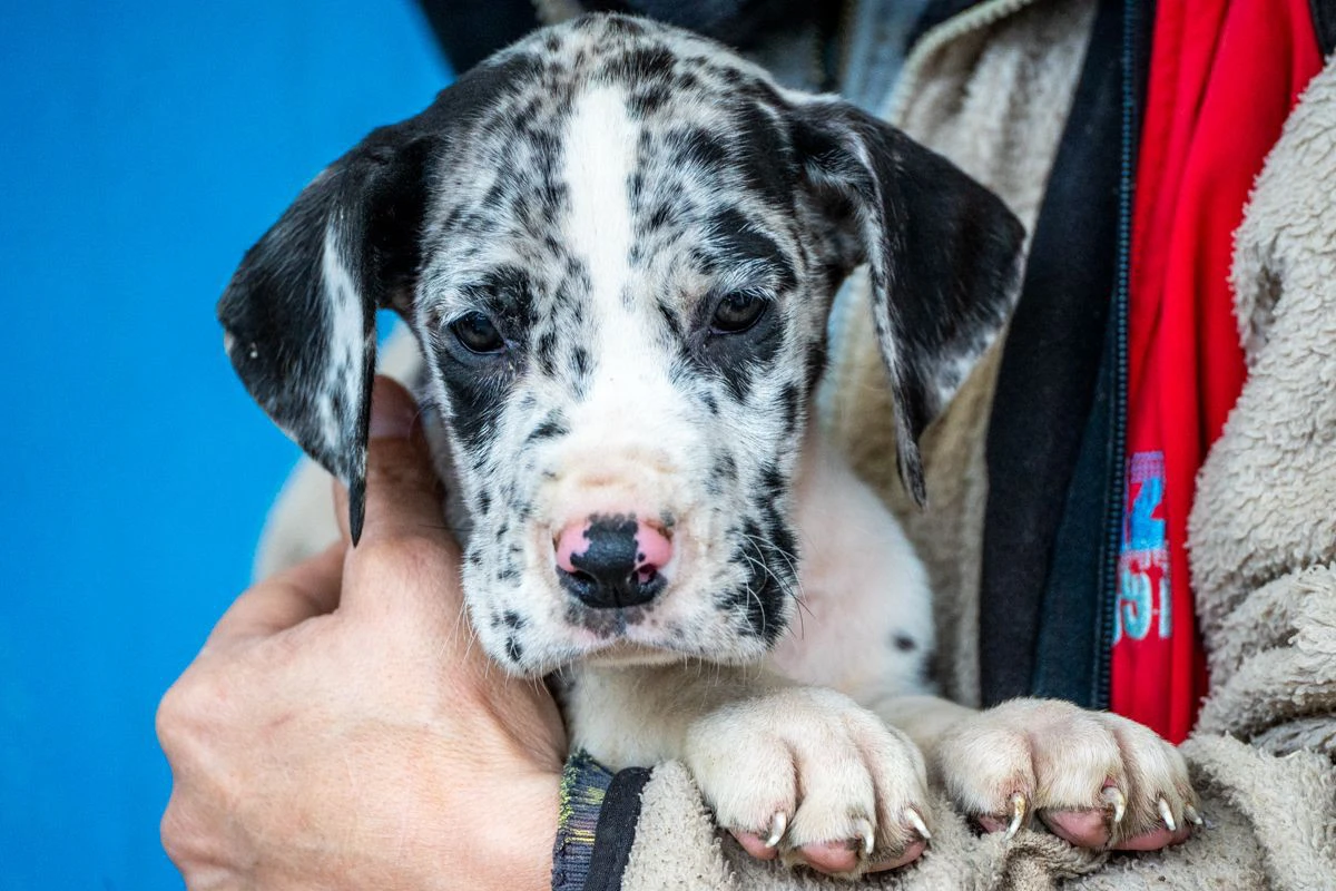 cuccioli di alano | Foto 1