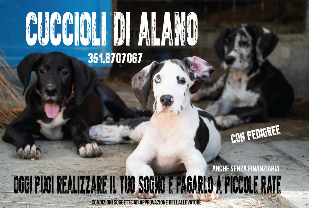 cuccioli di alano | Foto 1