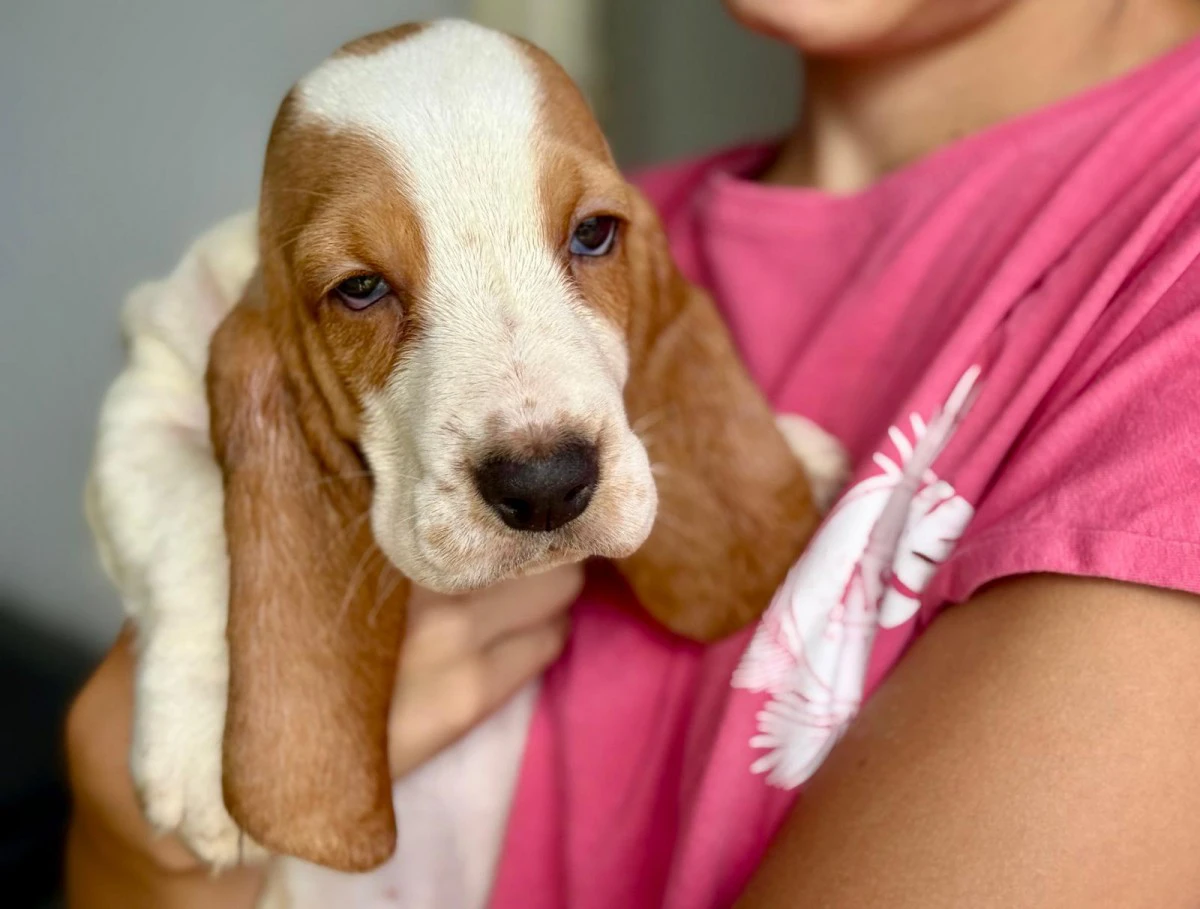 IL TUO BASSETHOUND ORA! PAGHI CON COMODO | Foto 1