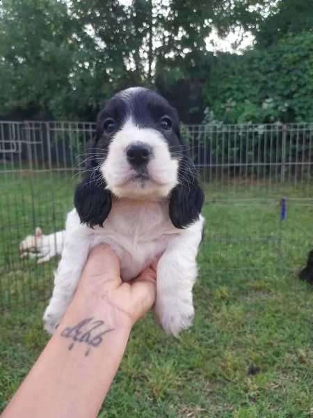 splendidi cuccioli di cocker spaniel  | Foto 2