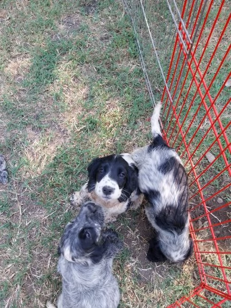 splendidi cuccioli di cocker spaniel  | Foto 1