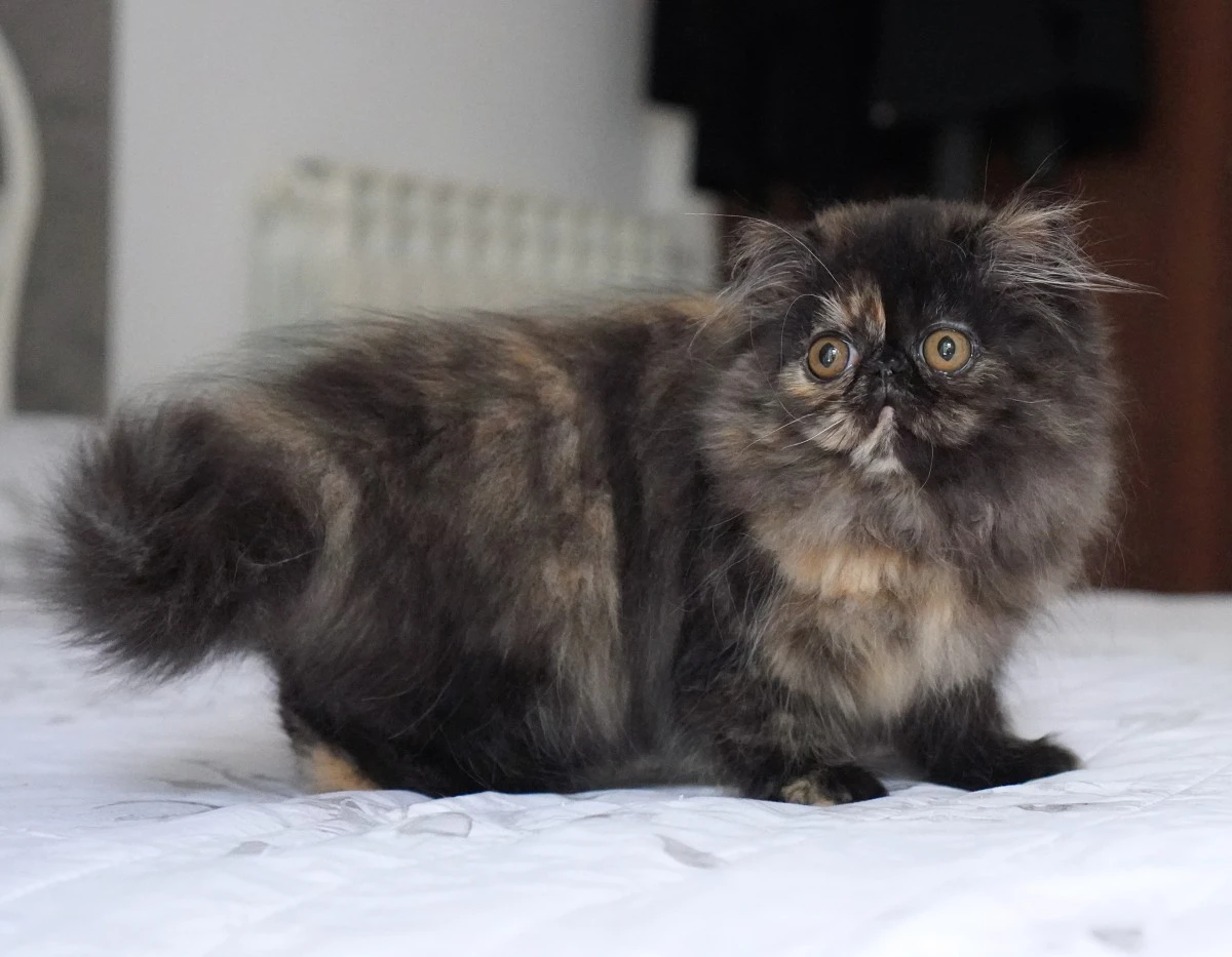 Cucciola di persiano tortie | Foto 4