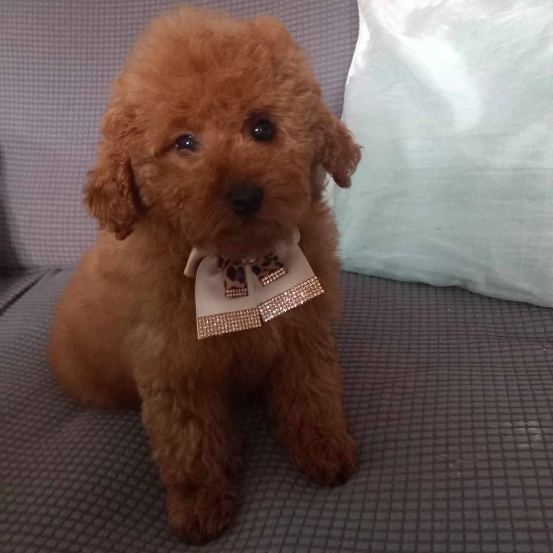 Barboncini Red | Foto 2