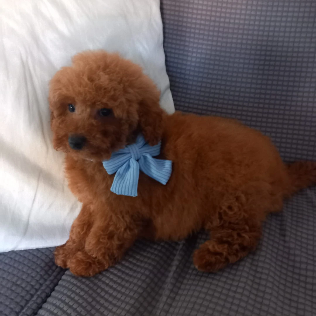 Barboncini Red | Foto 1