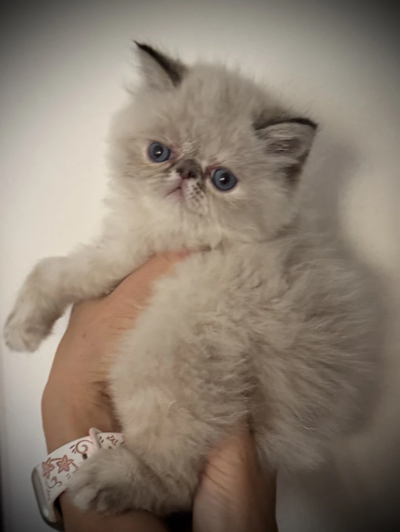 Cucciola persiana seal tabby point | Foto 7