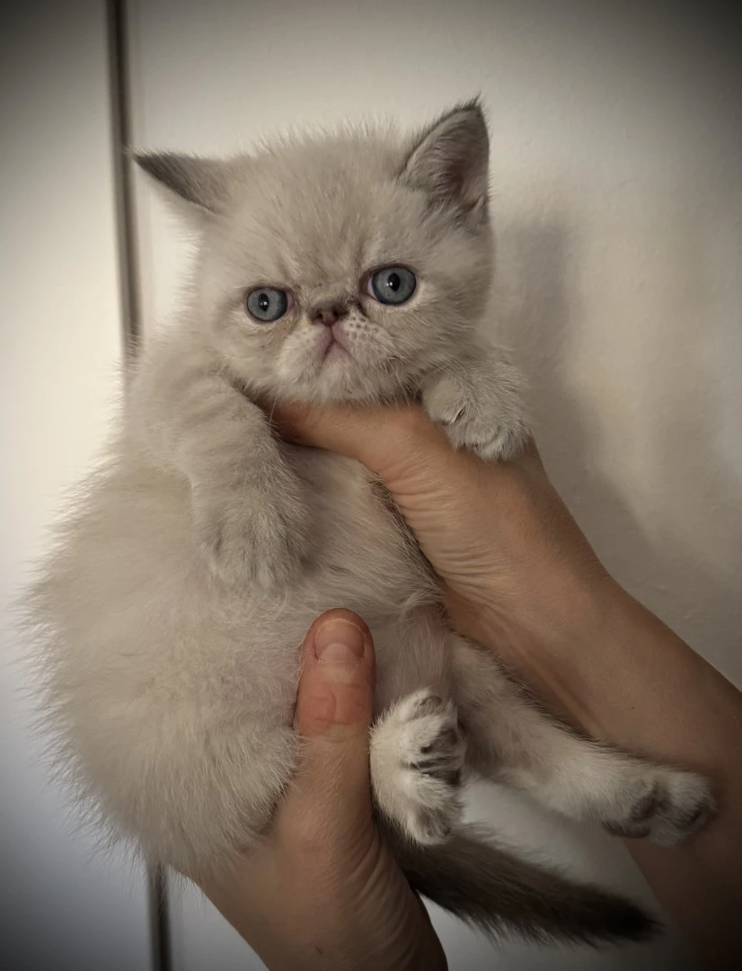 Cucciolo exotic blu tabby point PREZZO INTERESSANTE | Foto 8