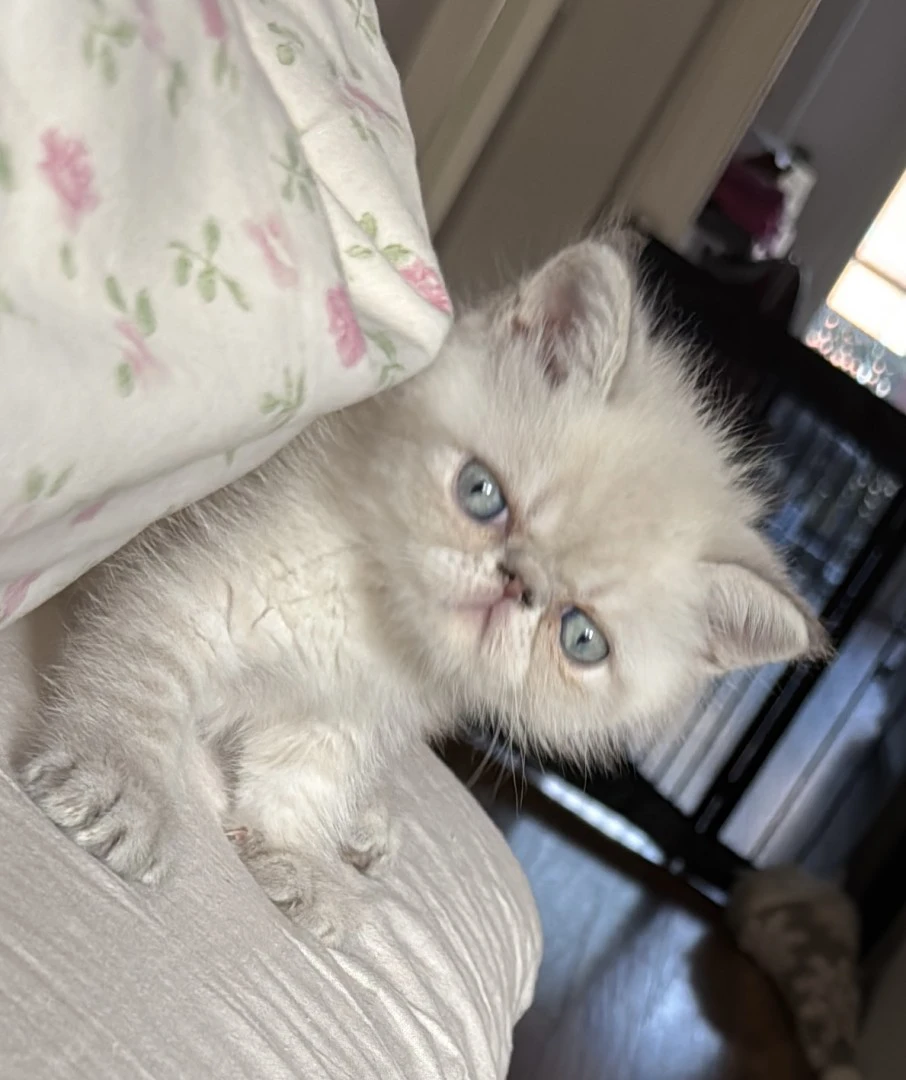 Cucciolo exotic blu tabby point PREZZO INTERESSANTE | Foto 10
