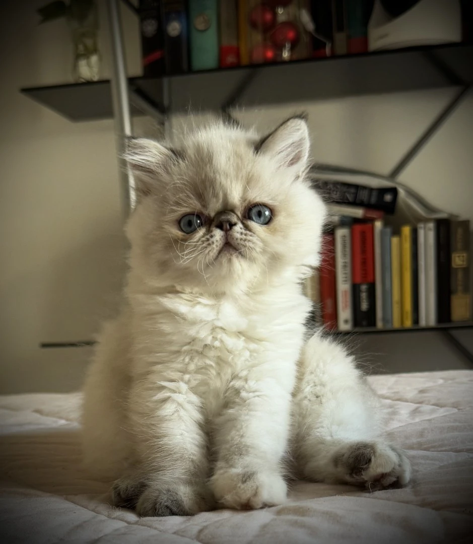 Cucciola persiana seal tabby point | Foto 9