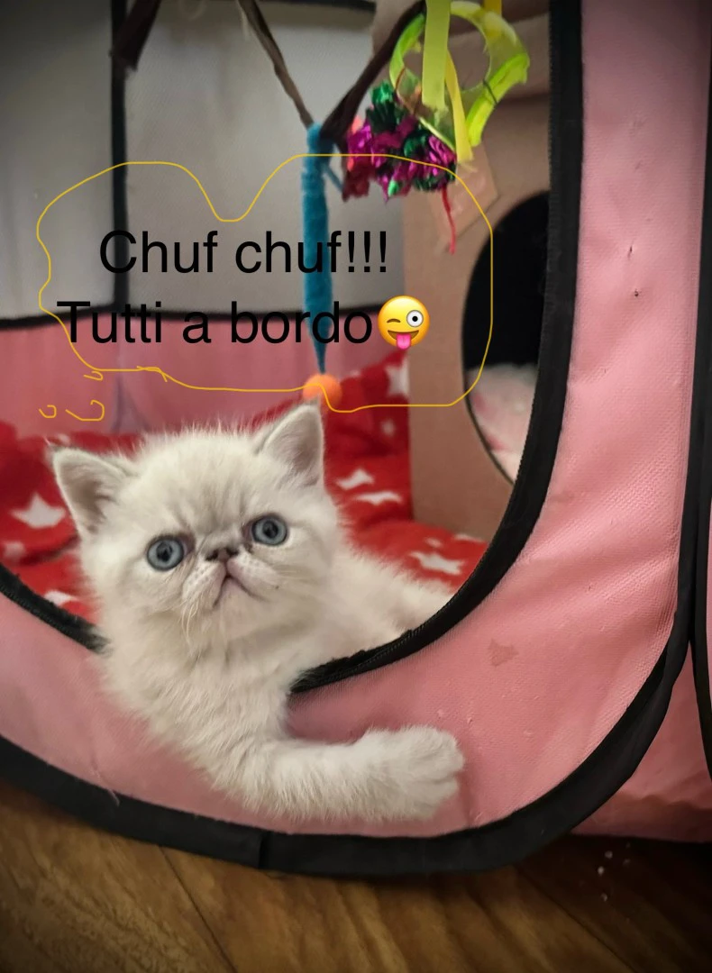 Cucciolo exotic blu tabby point PREZZO INTERESSANTE | Foto 7