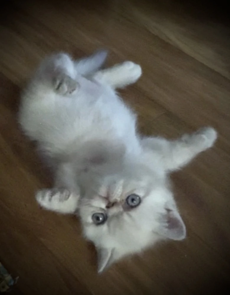 Cucciolo exotic blu tabby point PREZZO INTERESSANTE | Foto 9