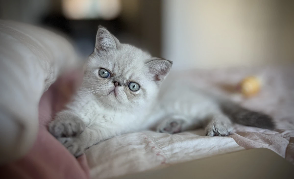 Cucciolo exotic blu tabby point PREZZO INTERESSANTE | Foto 1