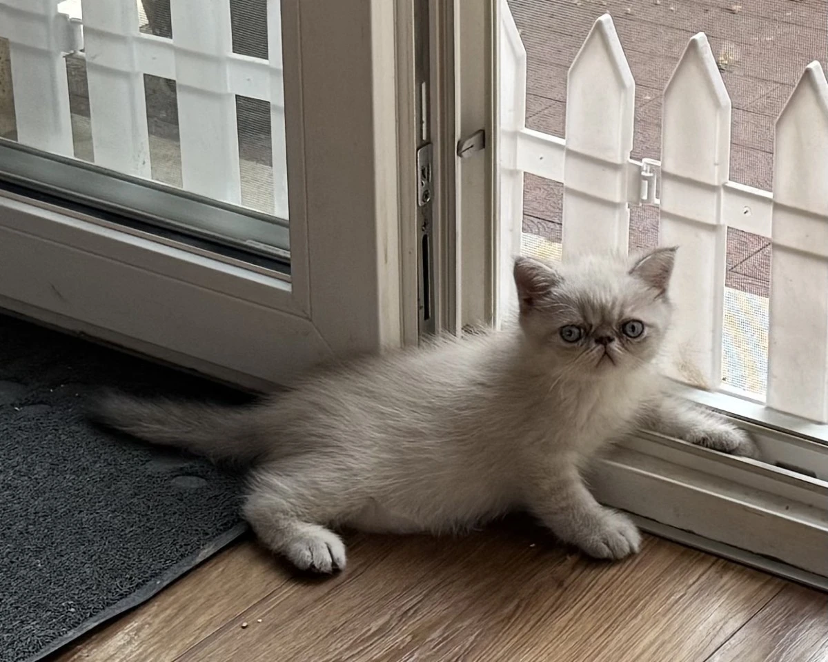 Cucciolo exotic blu tabby point PREZZO INTERESSANTE | Foto 5