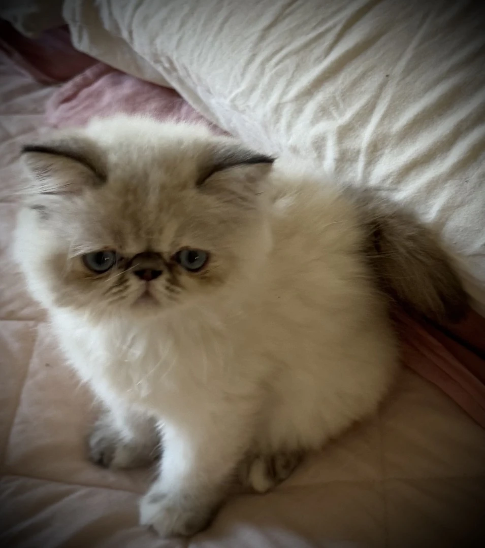 Cucciola persiana seal tabby point | Foto 6