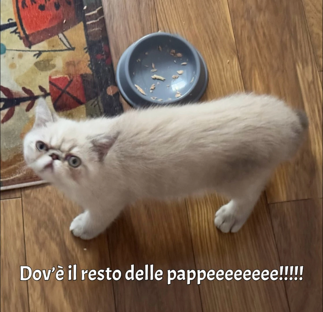 Cucciolo exotic blu tabby point PREZZO INTERESSANTE | Foto 2