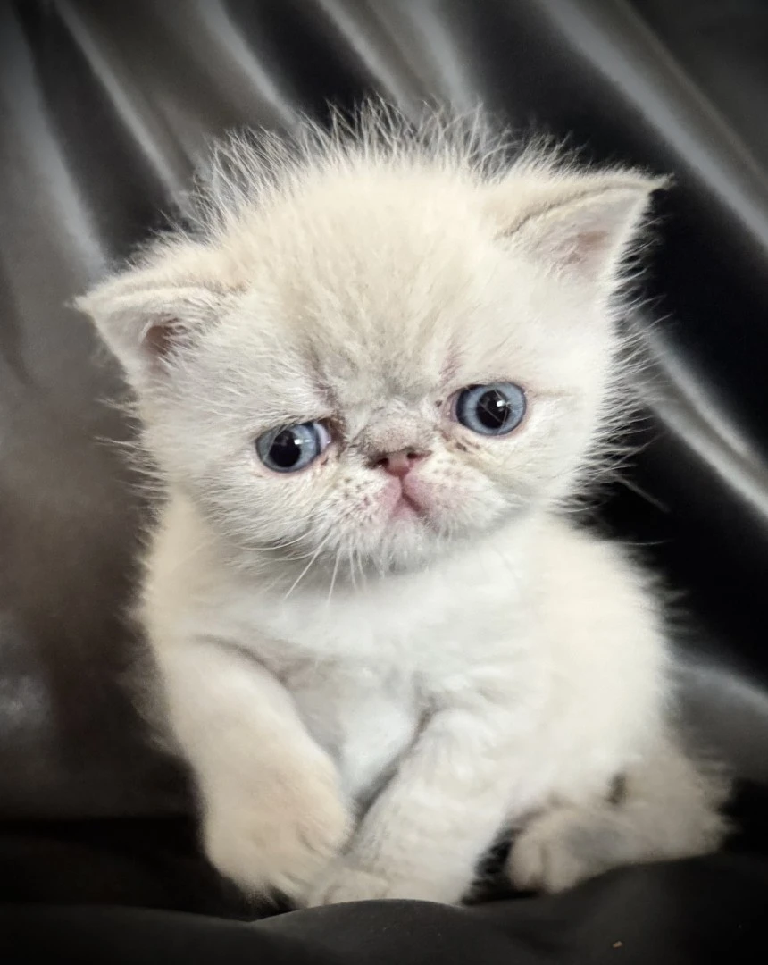 Cucciolo exotic blu tabby point PREZZO INTERESSANTE | Foto 11