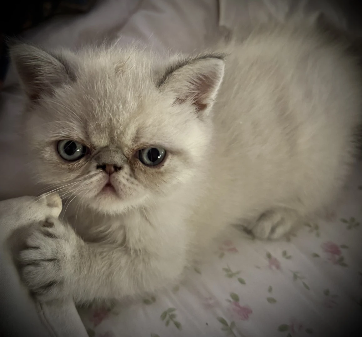 Cucciolo exotic blu tabby point PREZZO INTERESSANTE | Foto 6