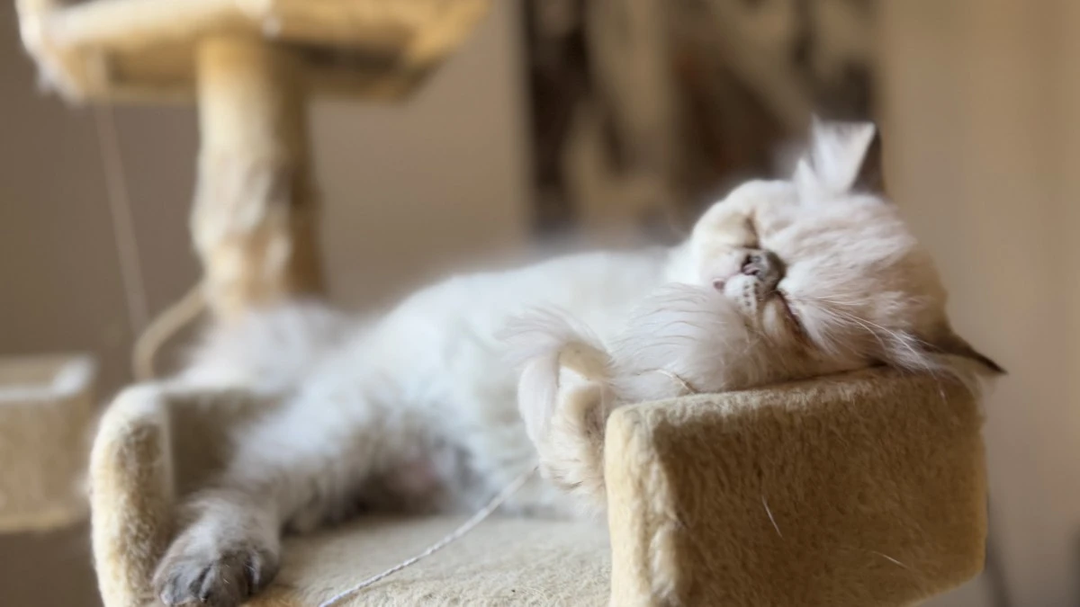 Cucciolo exotic blu tabby point PREZZO INTERESSANTE | Foto 4