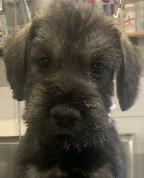 disponibili cuccioli schnauzer gigante pepe sale | Foto 8