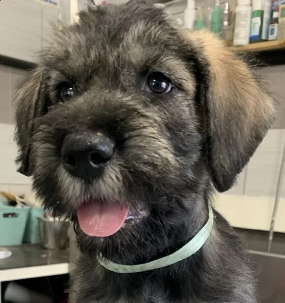 disponibili cuccioli schnauzer gigante pepe sale | Foto 7