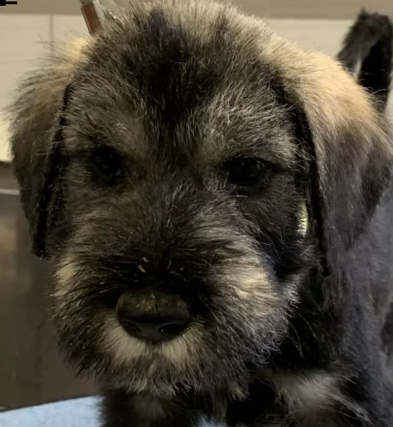 disponibili cuccioli schnauzer gigante pepe sale | Foto 6