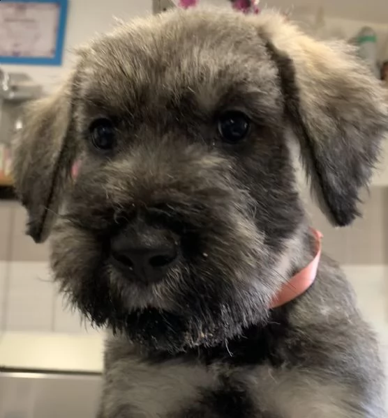 disponibili cuccioli schnauzer gigante pepe sale | Foto 4