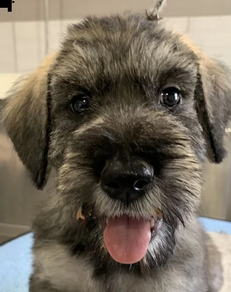 disponibili cuccioli schnauzer gigante pepe sale | Foto 3