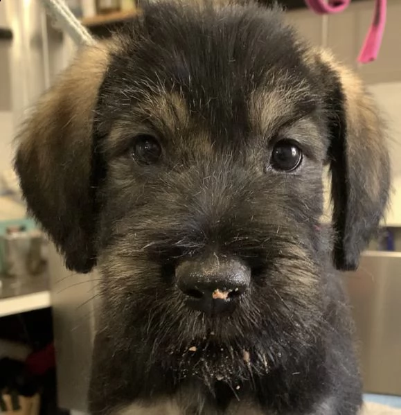 disponibili cuccioli schnauzer gigante pepe sale | Foto 2