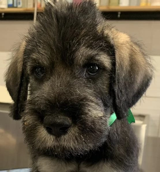 disponibili cuccioli schnauzer gigante pepe sale | Foto 1