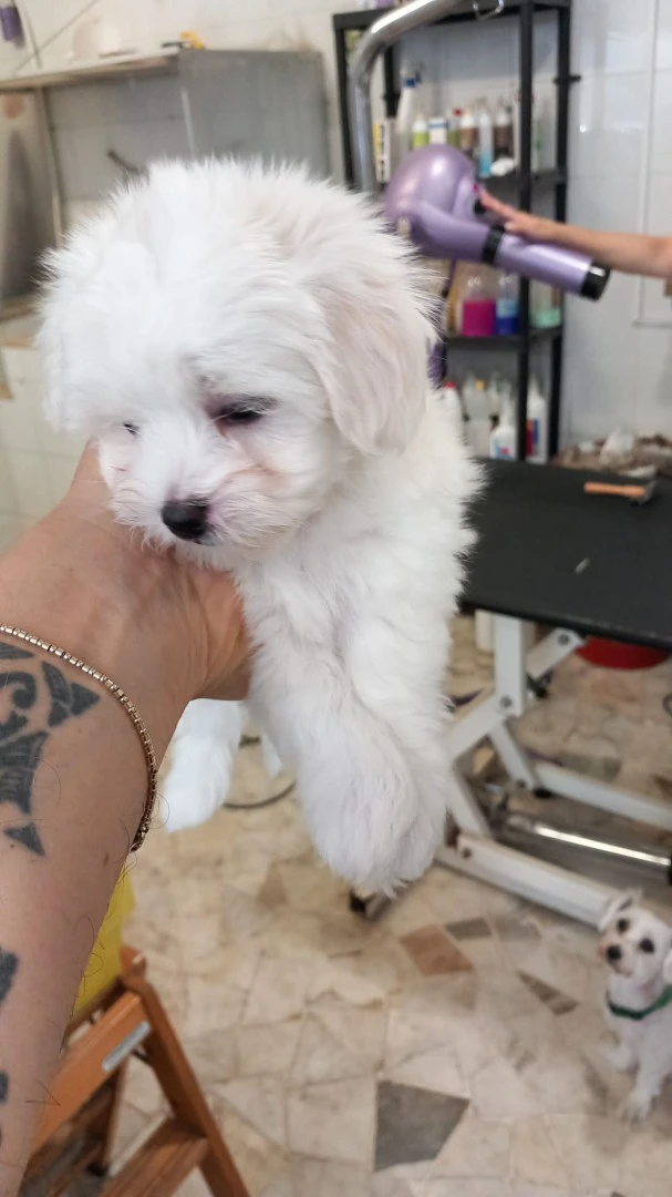 Ultimi cuccioli di Maltese | Foto 9