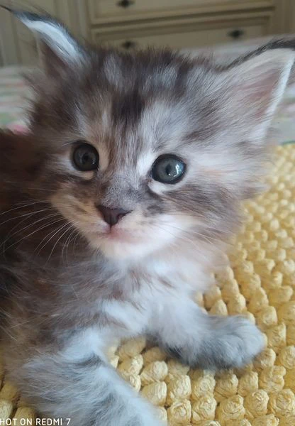 Cucciole Maine coon | Foto 3