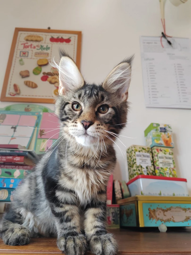 CUCCIOLI DI MAINE COON | Foto 6