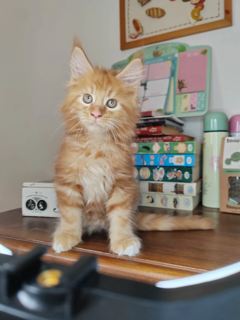 CUCCIOLI DI MAINE COON | Foto 8