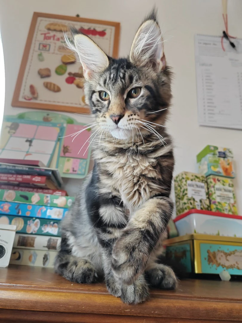 CUCCIOLI DI MAINE COON | Foto 7