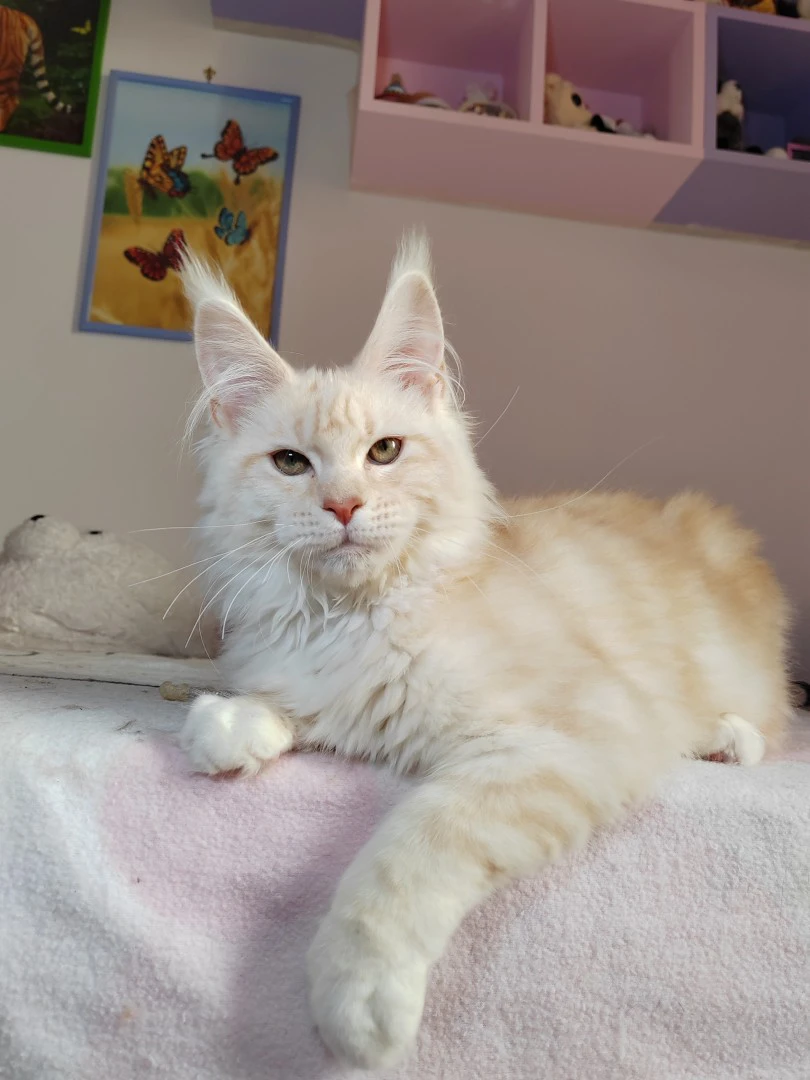 Cuccioli di Maine Coon | Foto 9