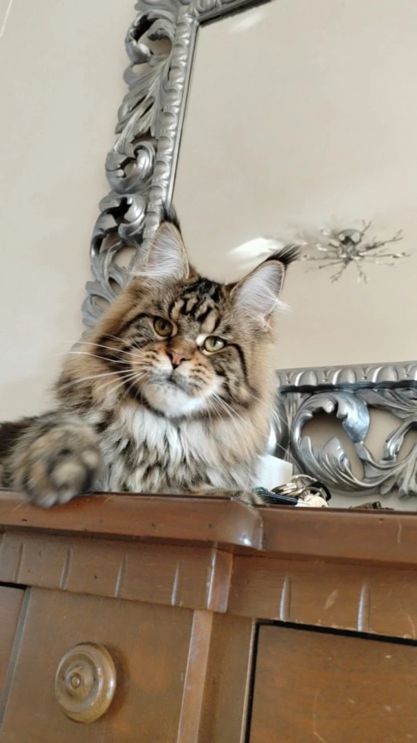Cuccioli di Maine Coon | Foto 11