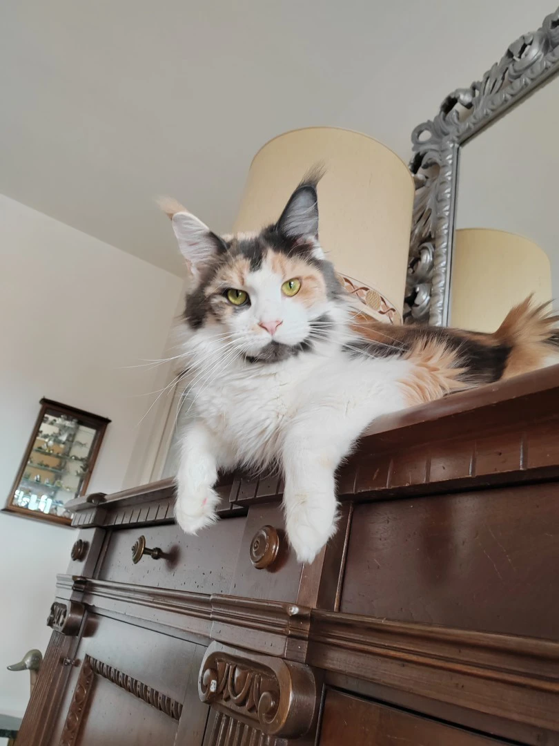 Cuccioli di Maine Coon | Foto 7