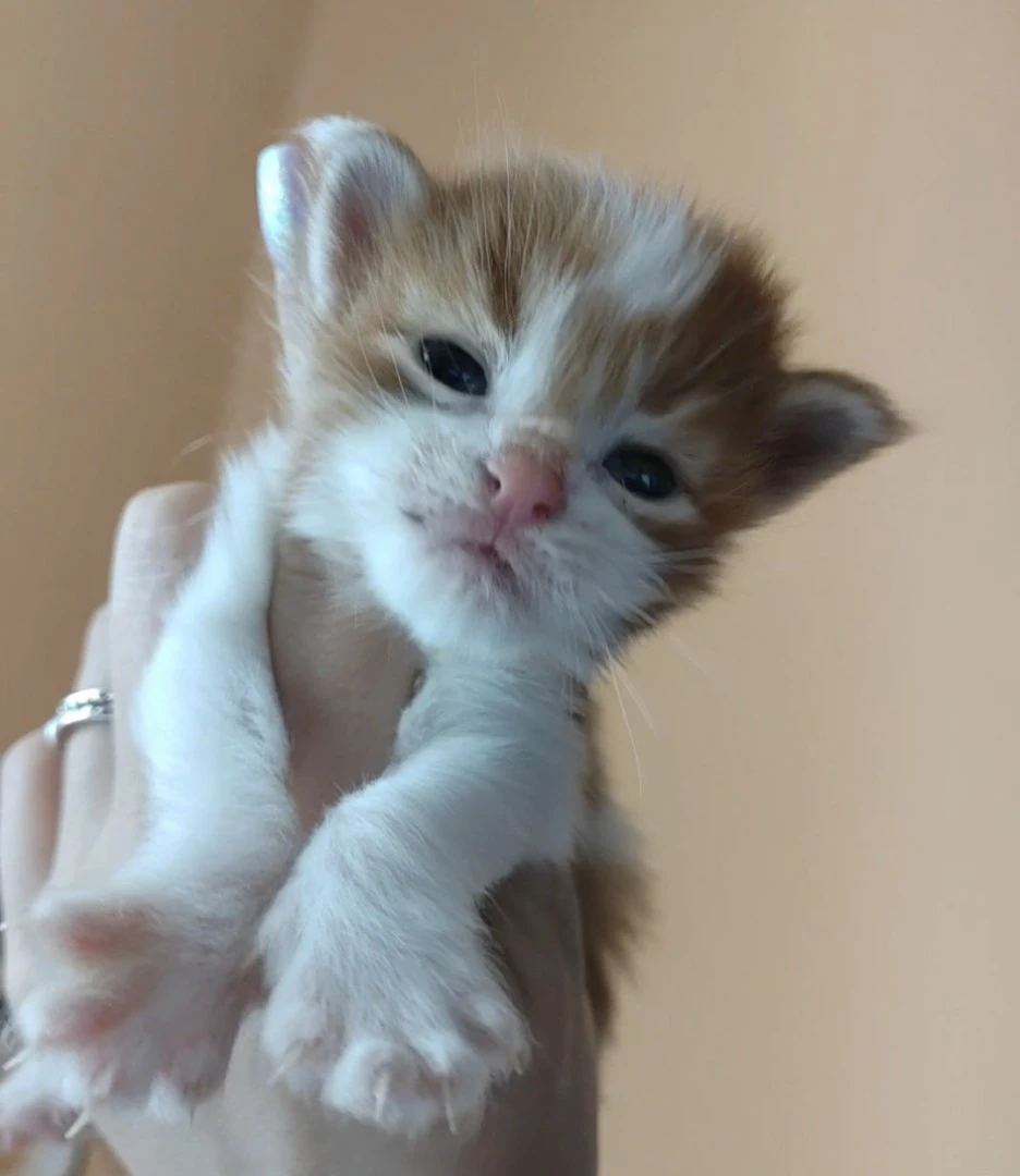 Cuccioli di Maine Coon | Foto 3