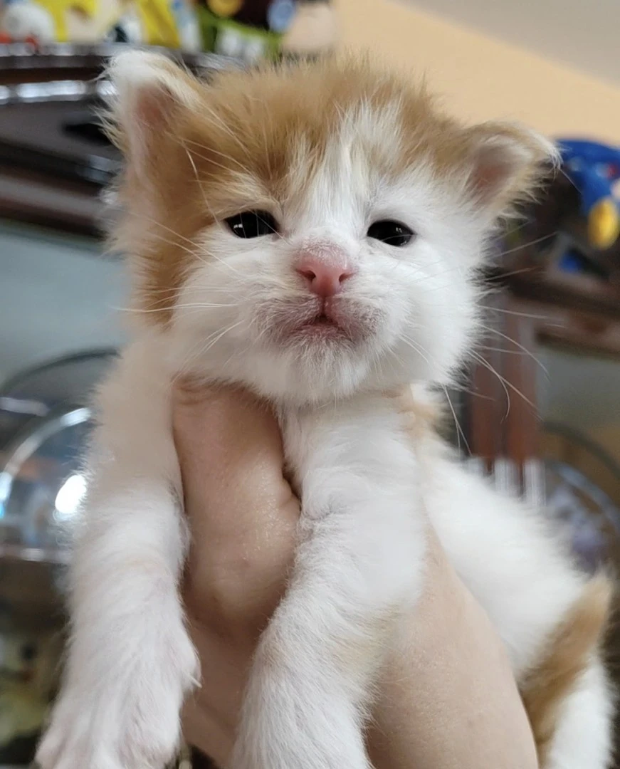 Cuccioli di Maine Coon | Foto 1