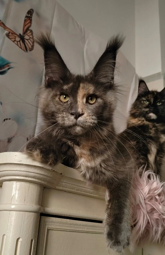 Cuccioli di Maine Coon | Foto 5