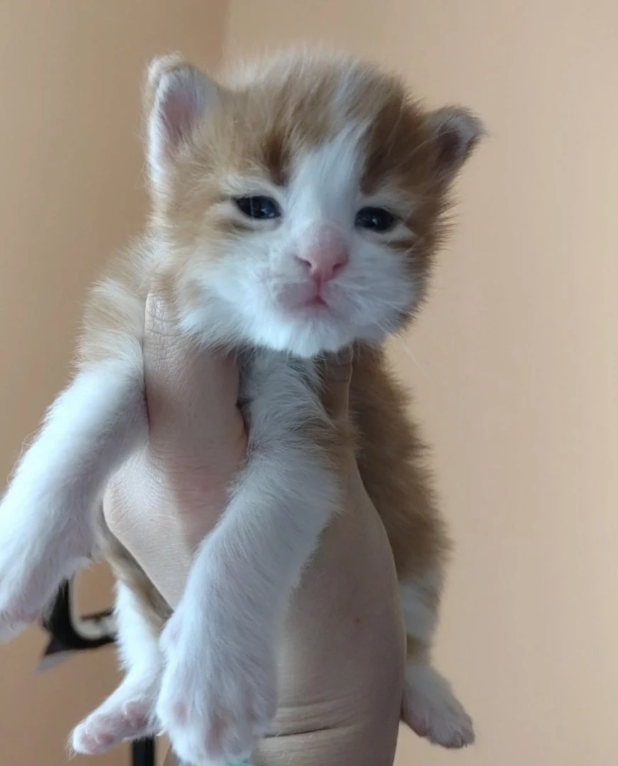 Cuccioli di Maine Coon | Foto 2