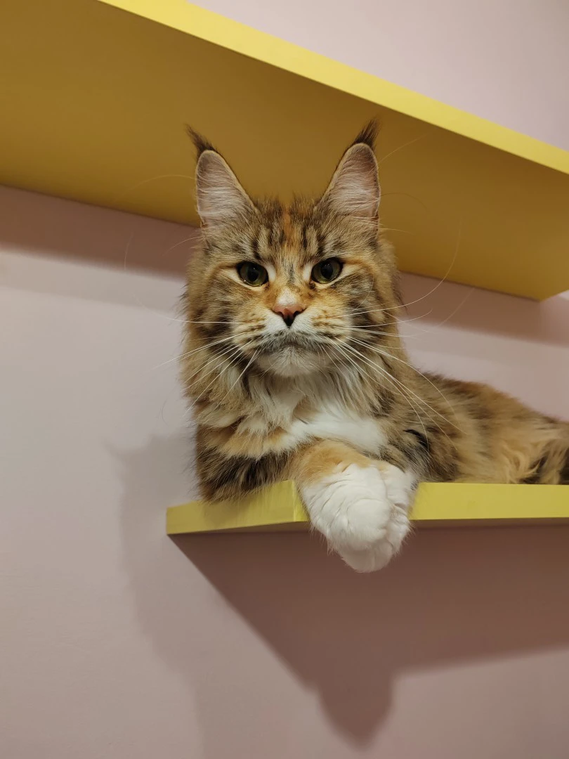 Cuccioli di Maine Coon | Foto 6