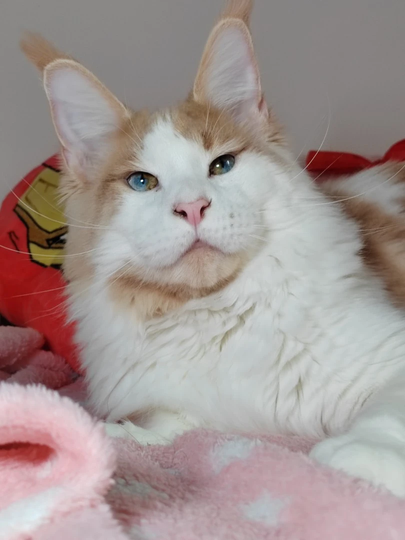 Cuccioli di Maine Coon | Foto 8